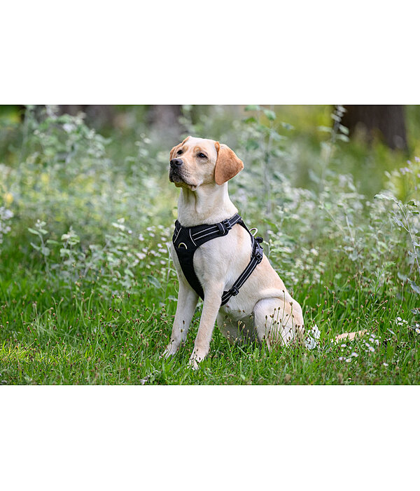 Harnais pour chien  Expedition