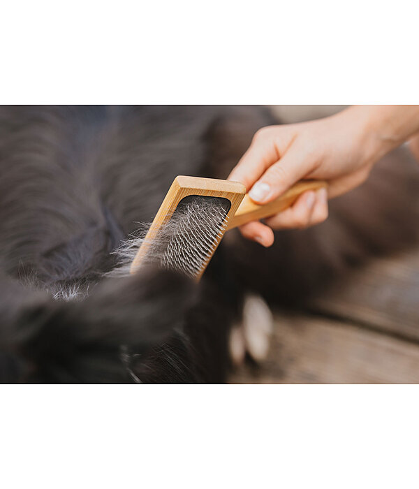 Carde pour chien  Woody