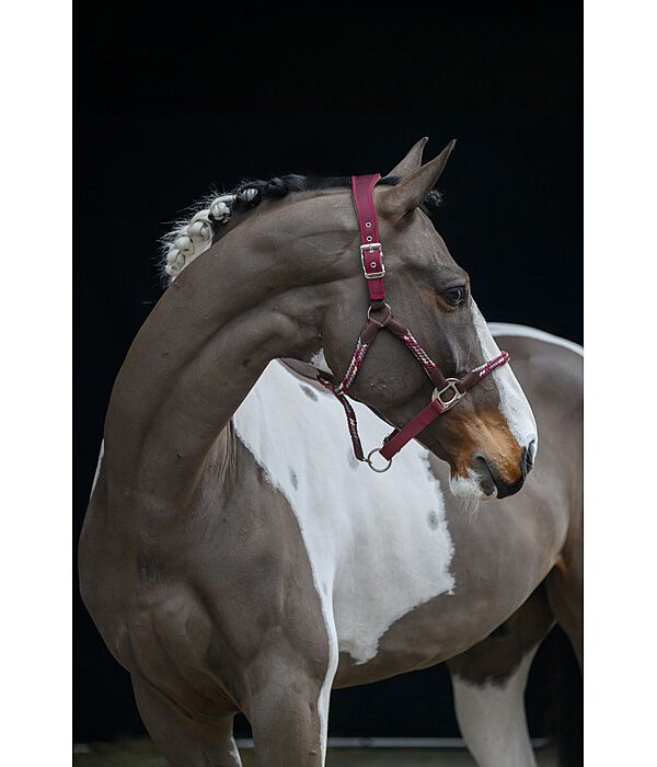 Licol anatomique  Sophistication