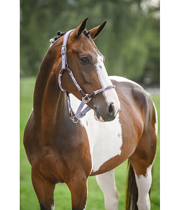 Licol anatomique  Sophistication