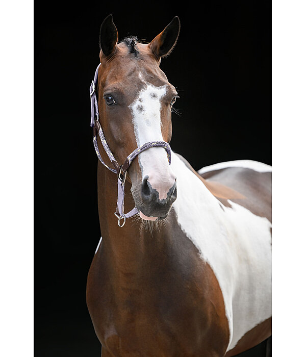 Licol anatomique  Sophistication