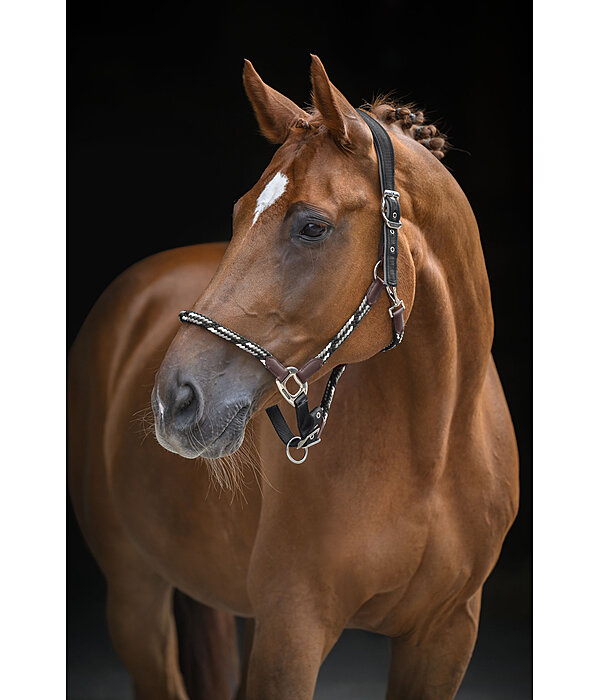 Licol anatomique  Sophistication