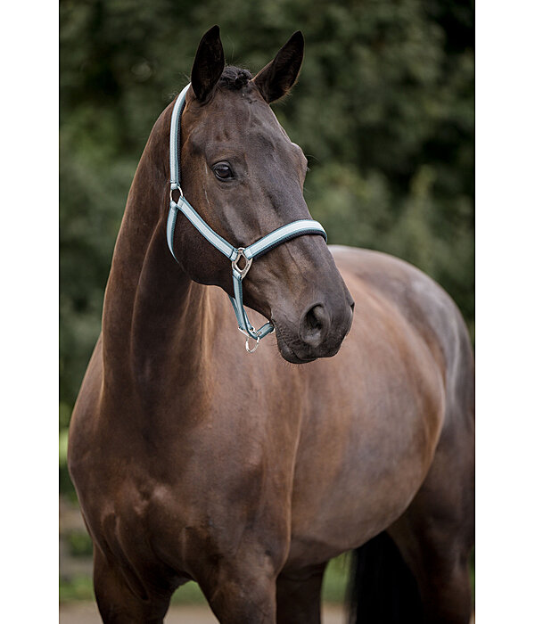 Licol  Swiss Design II