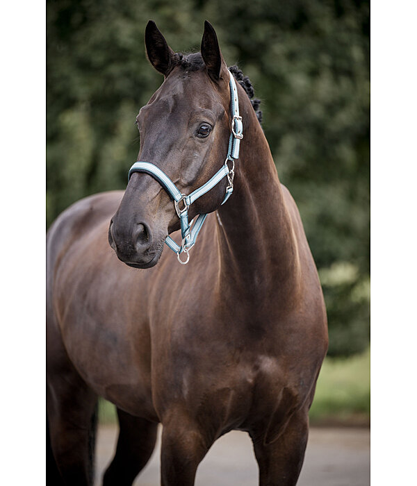 Licol  Swiss Design II