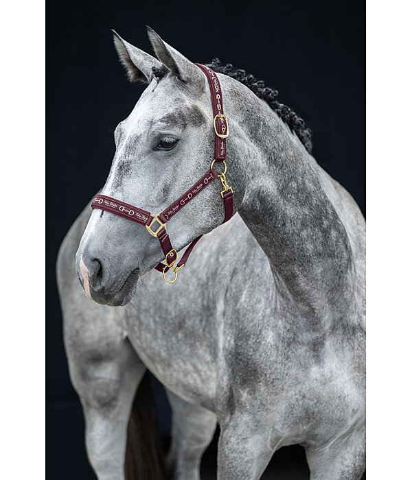 Licol  Signature III