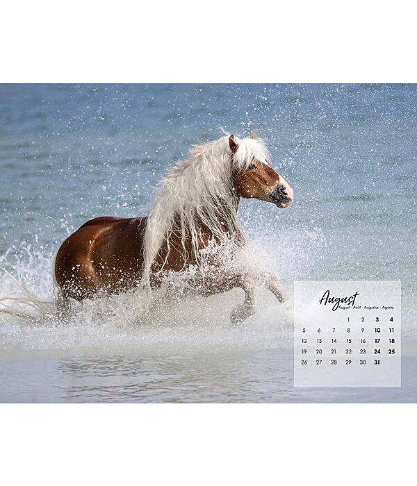 Calendrier Haflinger 2025