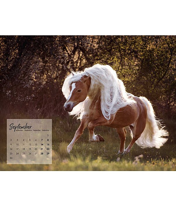 Calendrier Haflinger 2025