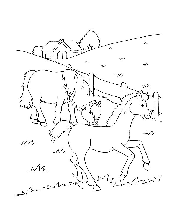 Mon grand livre de coloriage - Chevaux