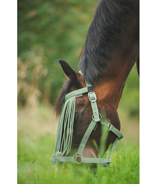 Chasse-mouches  prix conomique