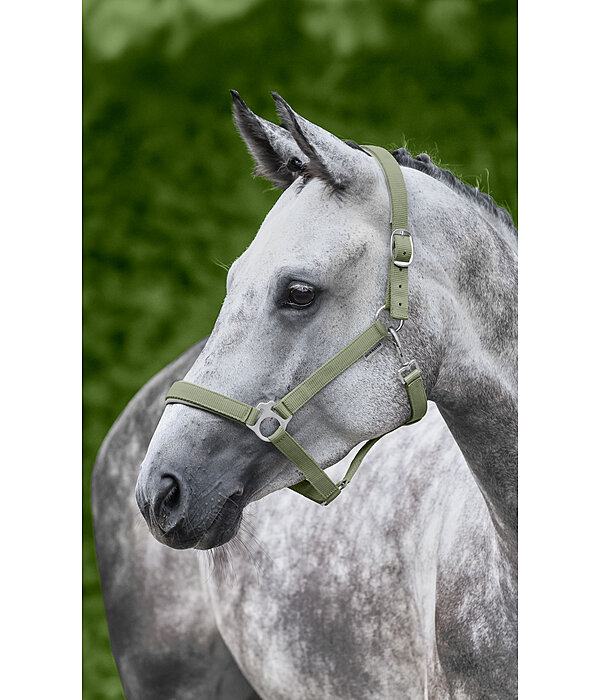 Licol en nylon  prix cass II