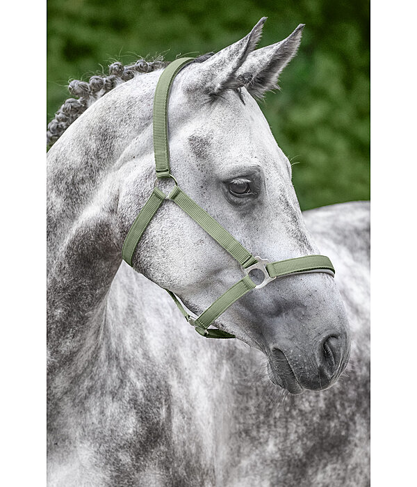Licol en nylon  prix cass II