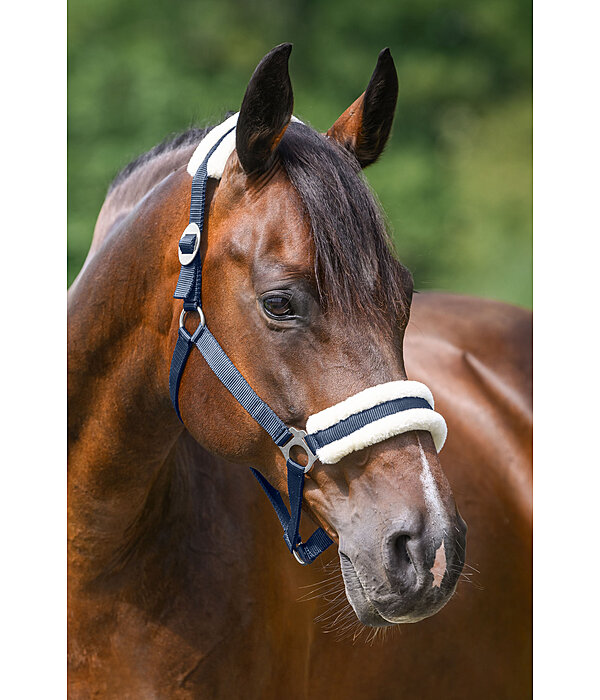 Licol en polaire Teddy  prix cass III