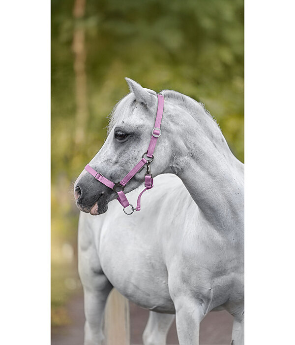 Licol pour poulains et shetlands  Grow With You