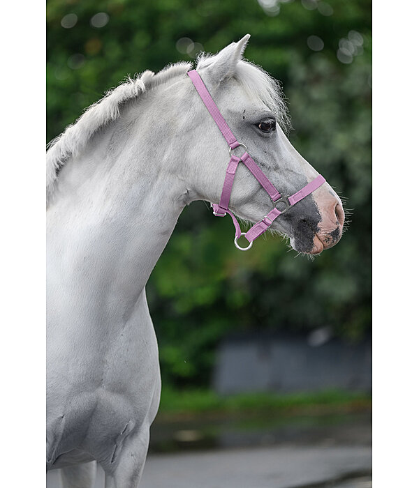 Licol pour poulains et shetlands  Grow With You