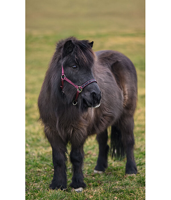 Licol pour poulains et shetlands  Future Star