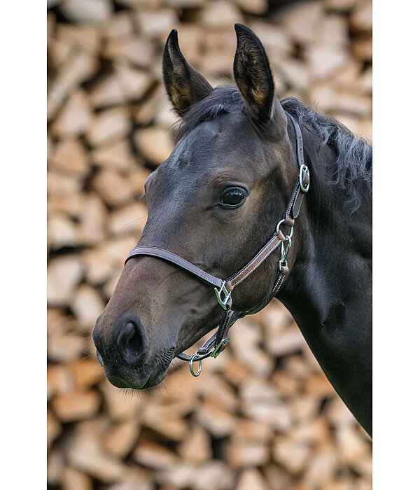 Licol en cuir pour poulains  Classic