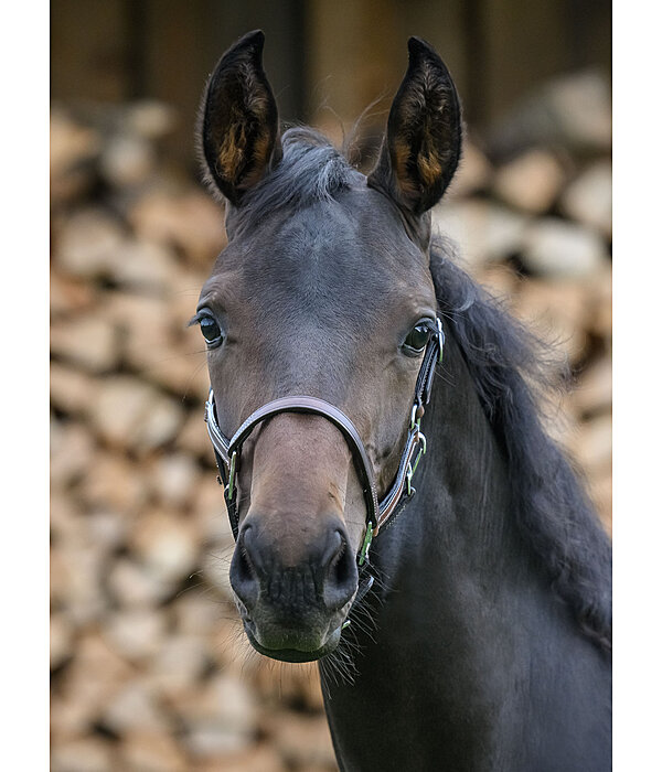 Licol en cuir pour poulains  Classic