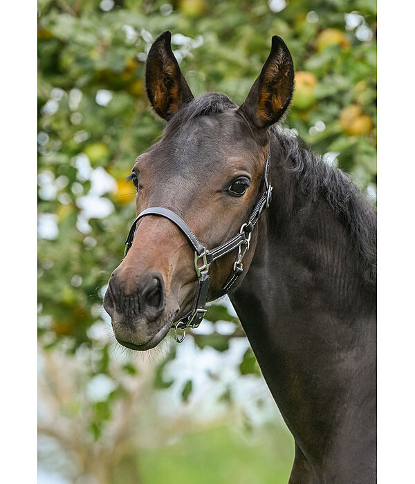 Licol en cuir pour poulains  Classic