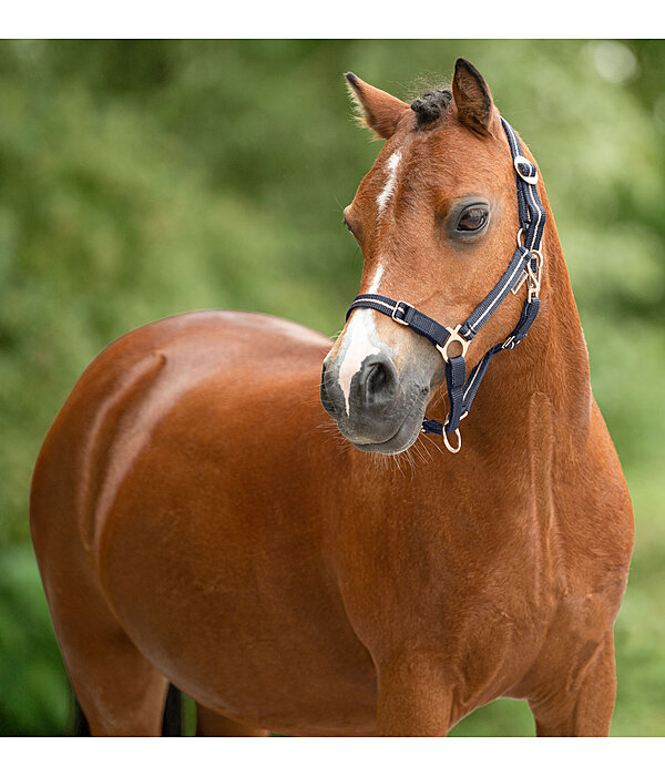 Licol pour poulains et shetlands  Shimmering