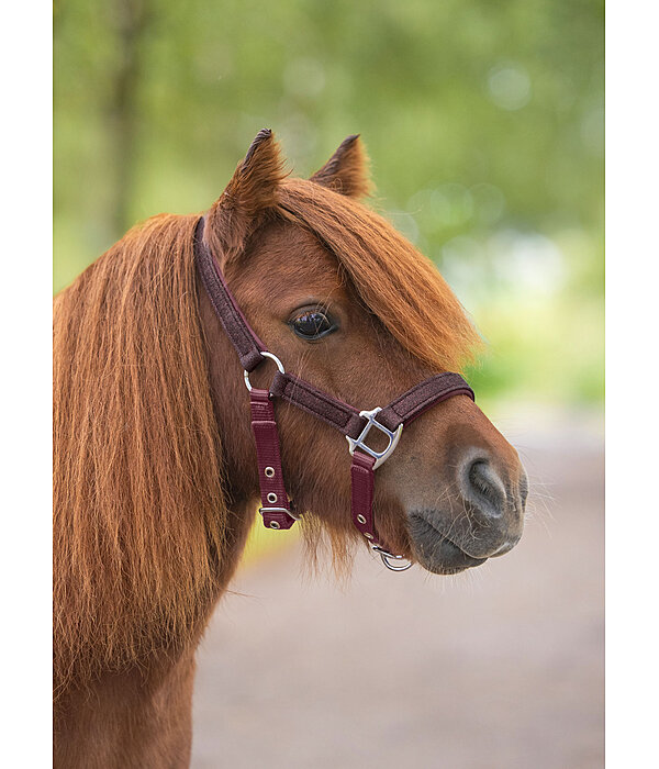 Licol pour poulains et shetlands  Twinkle
