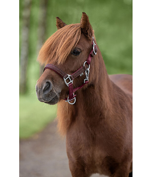 Licol pour poulains et shetlands  Twinkle