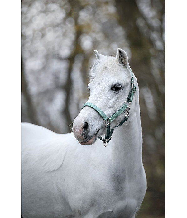 Licol pour poulains et shetlands  Twinkle