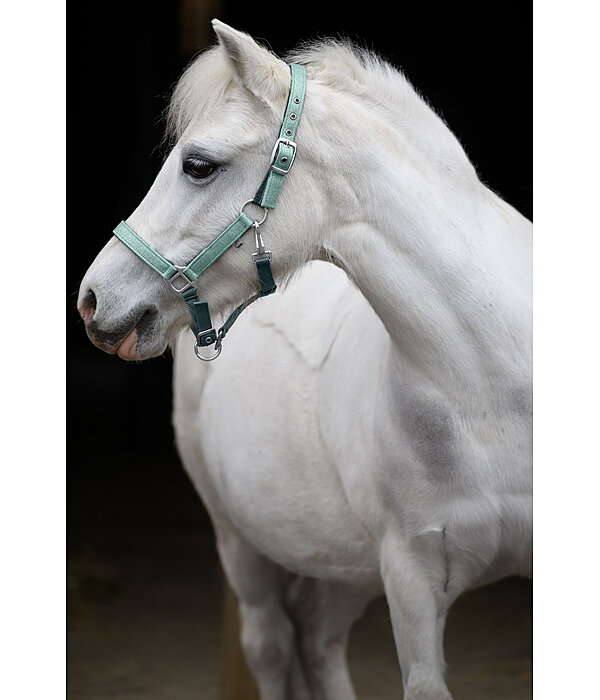 Licol pour poulains et shetlands  Twinkle