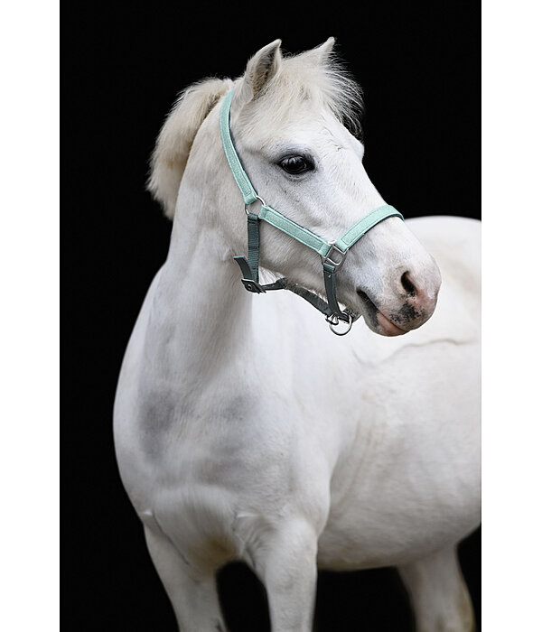 Licol pour poulains et shetlands  Twinkle