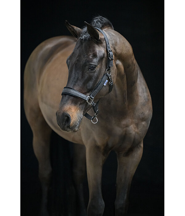 Licol  Velvet Twinkle