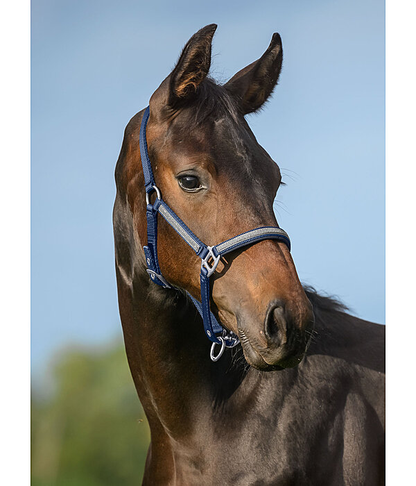 Licol poulain et shetland  Blaire