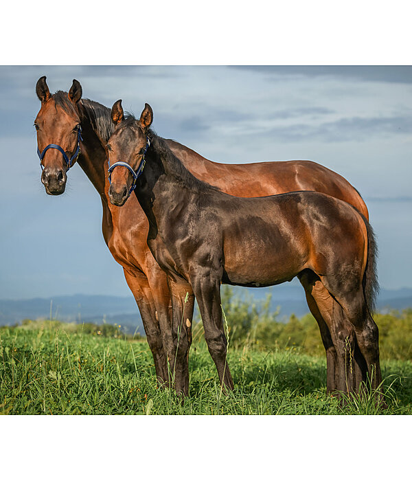 Licol poulain et shetland  Blaire