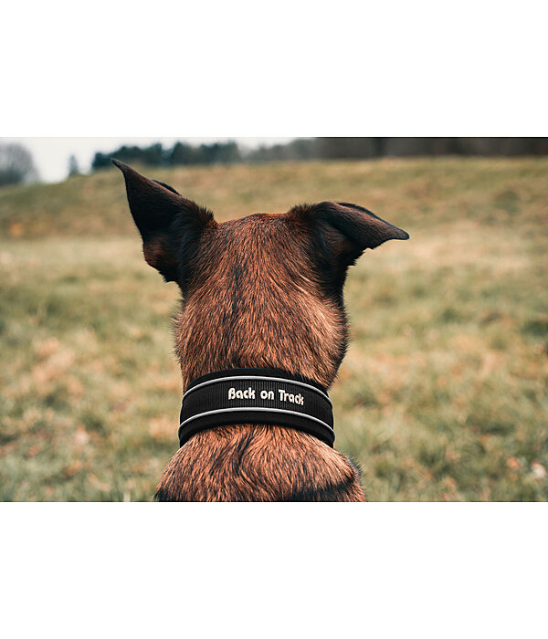 Collier anti-traction pour chien  Charlie
